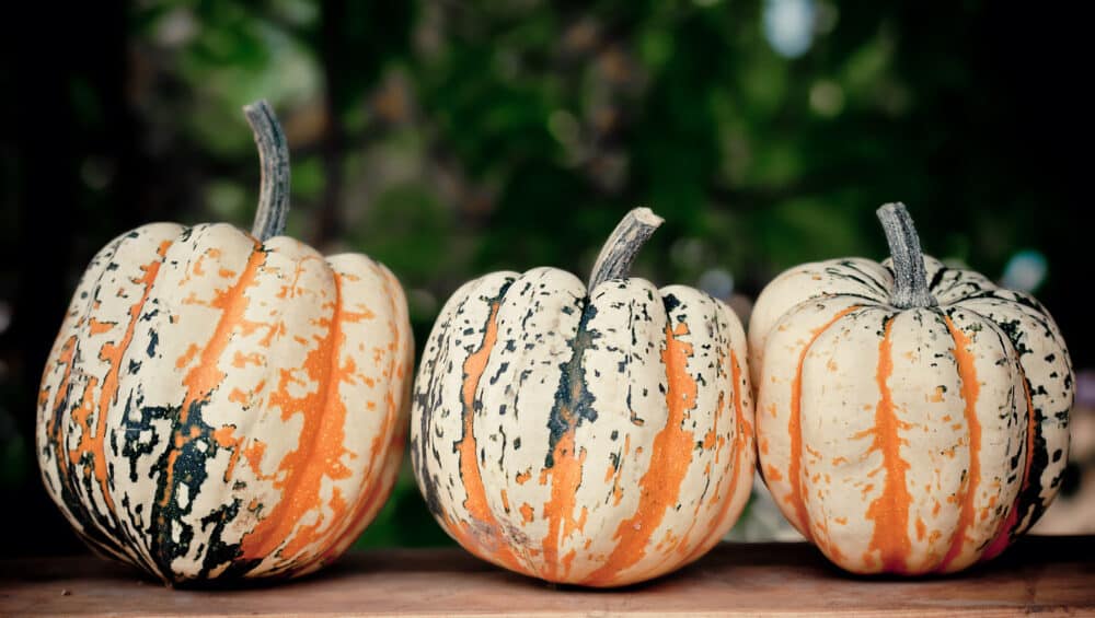 Pumkins