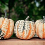 Pumkins